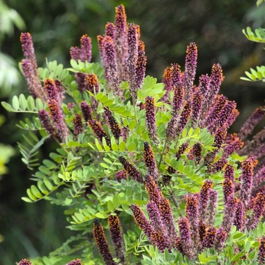 amorpha fruticosa 3, saxifraga-bart vastenhouw